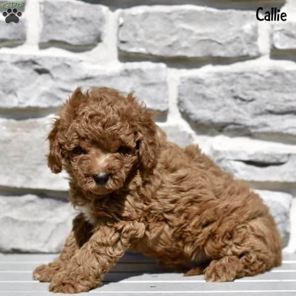 Callie, Mini Goldendoodle Puppy