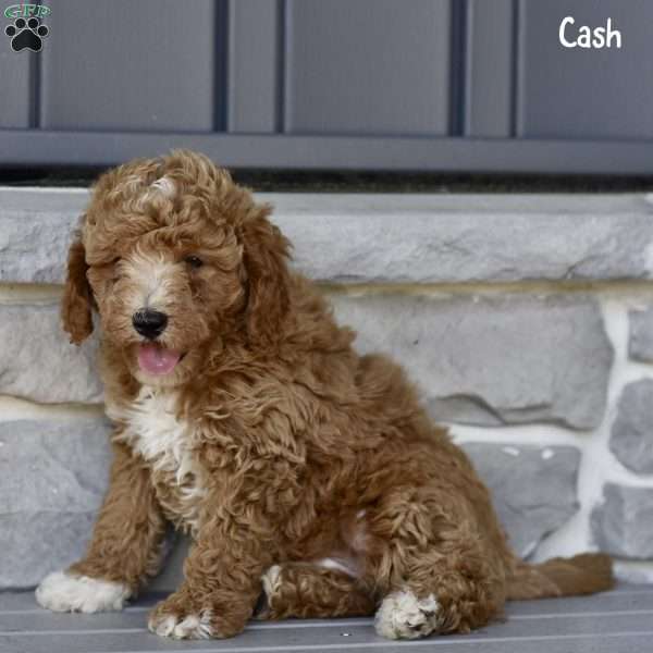 Cash, Mini Goldendoodle Puppy