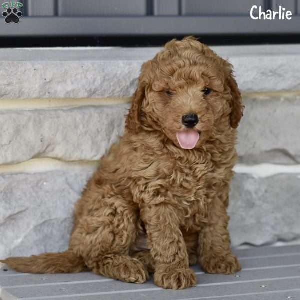 Charlie, Mini Goldendoodle Puppy