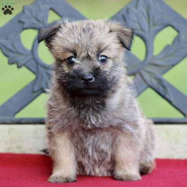 Dixie, Cairn Terrier Puppy