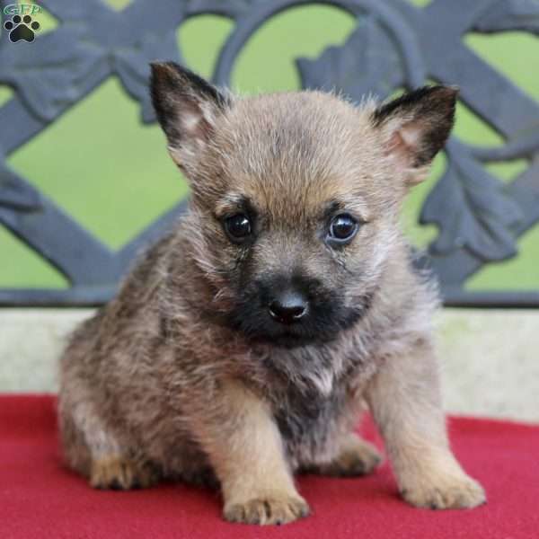 Dexter, Cairn Terrier Puppy