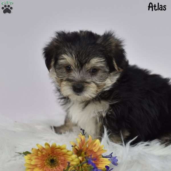 Atlas, Morkie / Yorktese Puppy