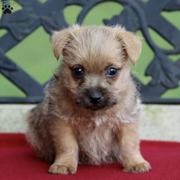 Dash, Cairn Terrier Puppy