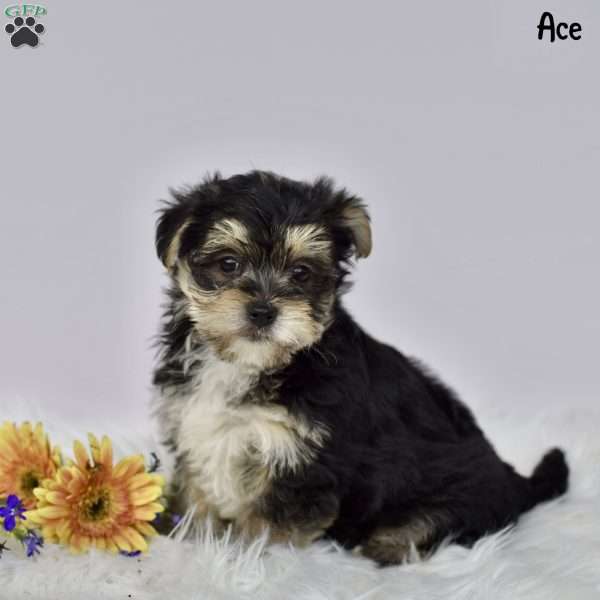 Ace, Morkie / Yorktese Puppy