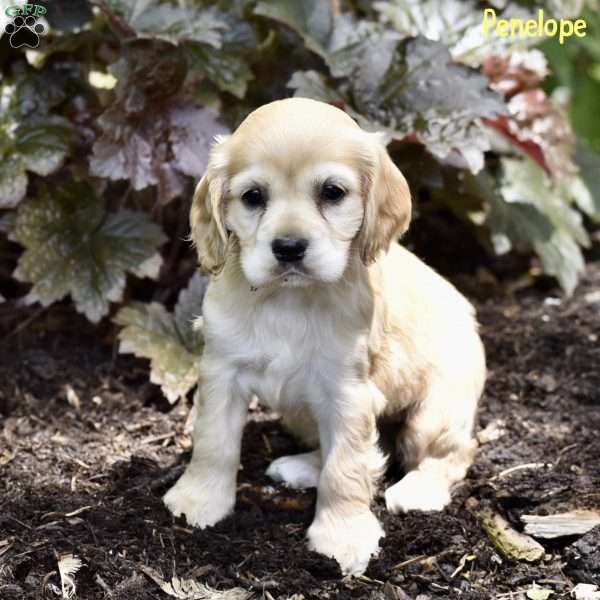 Penelope, Cocker Spaniel Puppy