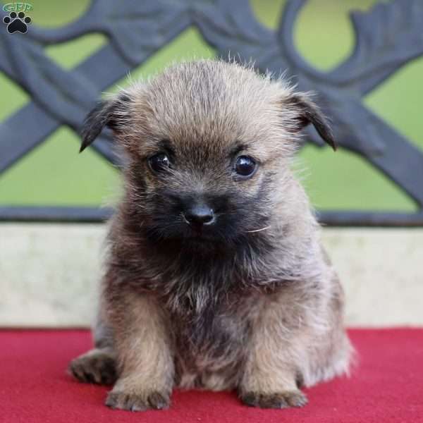 Dylan, Cairn Terrier Puppy