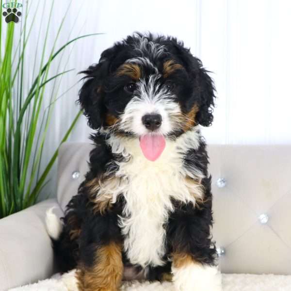 Lola, Mini Bernedoodle Puppy