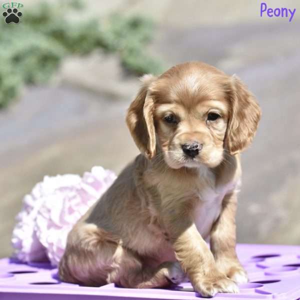 Peony, Cocker Spaniel Puppy