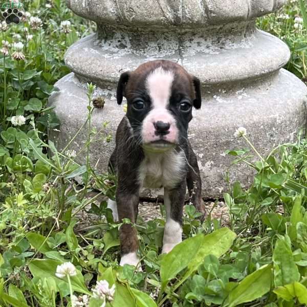 Michelle, Boxer Puppy