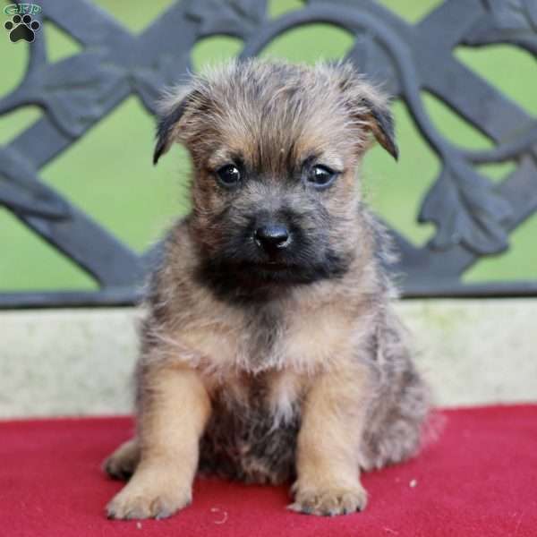 Drake, Cairn Terrier Puppy