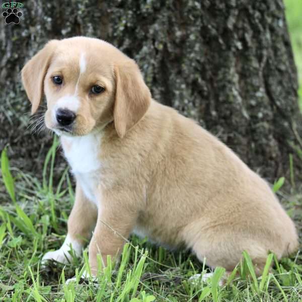 Abby, Labrador Mix Puppy