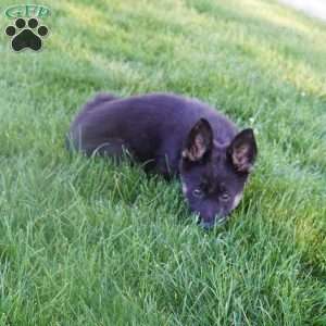 Millie, German Shepherd Puppy