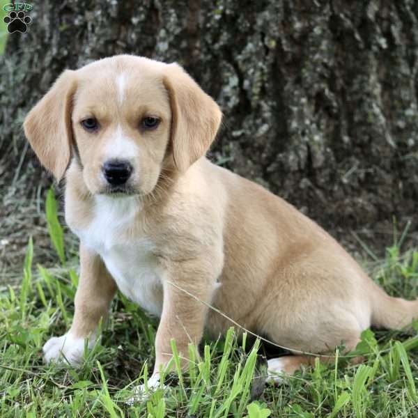 Amber, Labrador Mix Puppy