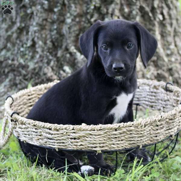 Asher, Labrador Mix Puppy