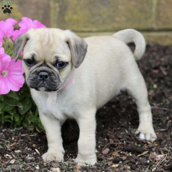 Meg, Puggle Puppy