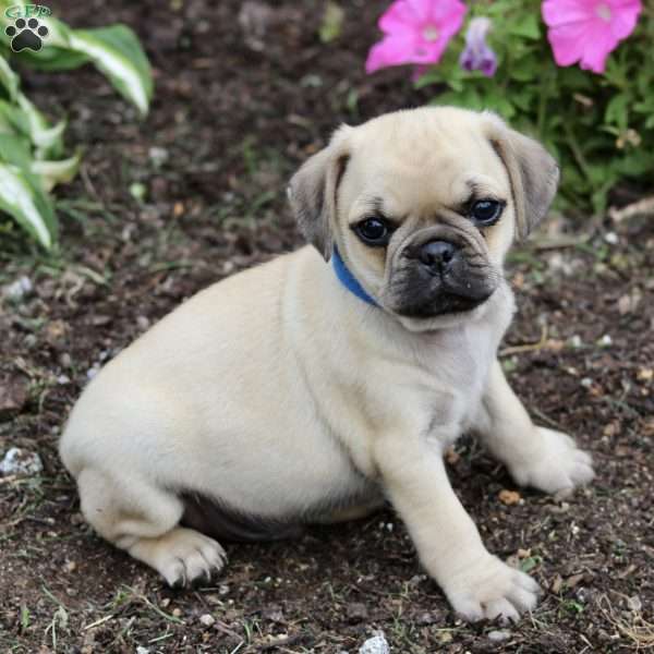 Marty, Puggle Puppy