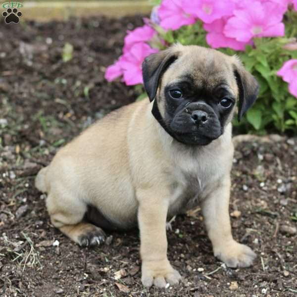 Marsha, Puggle Puppy