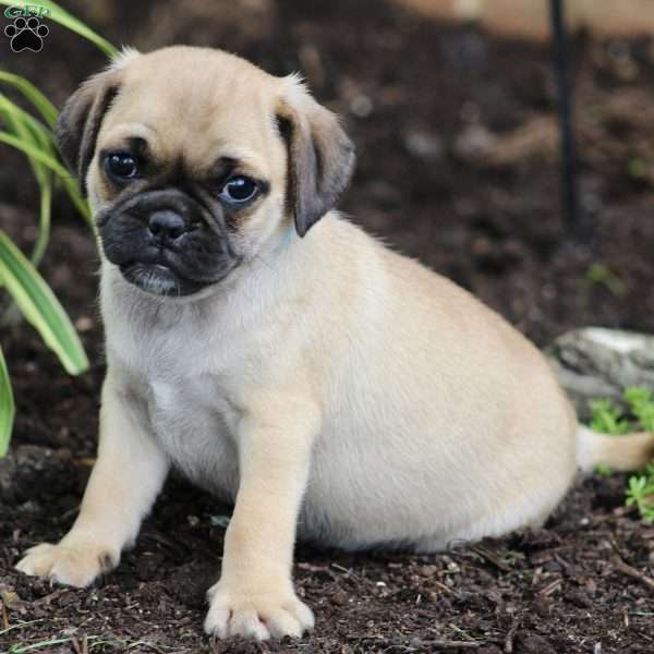 Murphy, Puggle Puppy