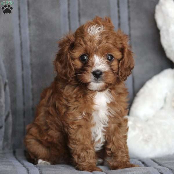 Piper, Cavapoo Puppy