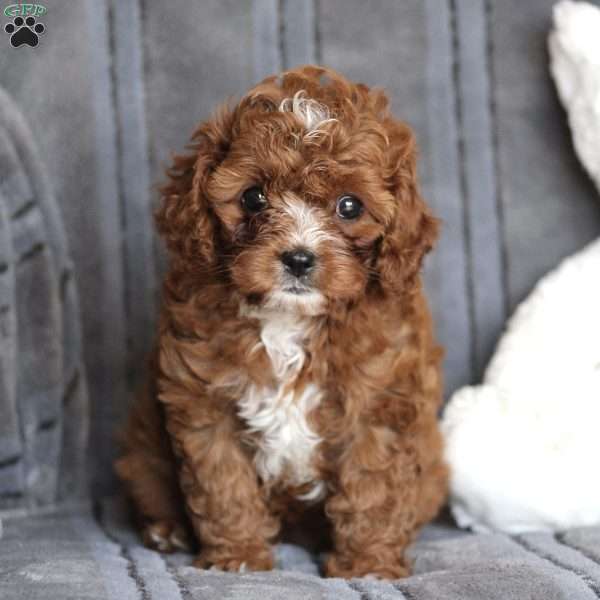 Penny, Cavapoo Puppy