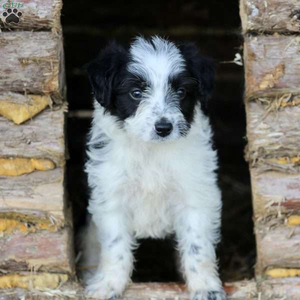 Bowser, Miniature Poodle Mix Puppy