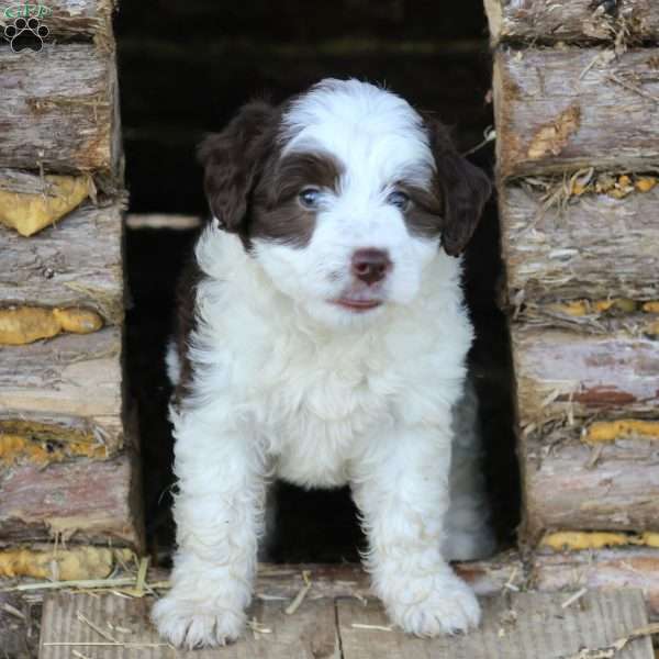 Bernice, Miniature Poodle Mix Puppy