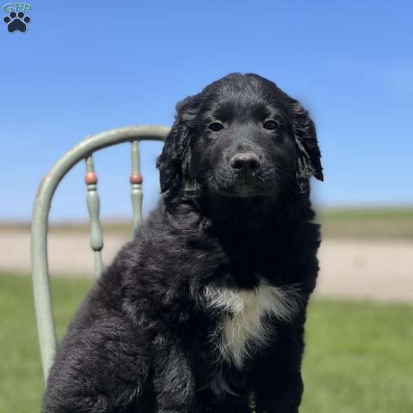 Destiny, Australian Shepherd Mix Puppy