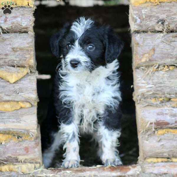 Beauty, Miniature Poodle Mix Puppy