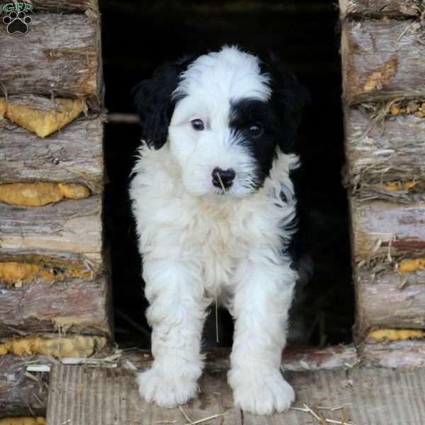 Buck, Miniature Poodle Mix Puppy