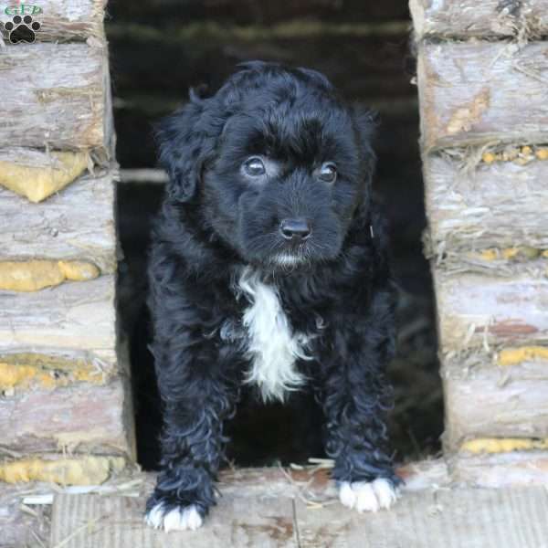 Barney, Miniature Poodle Mix Puppy