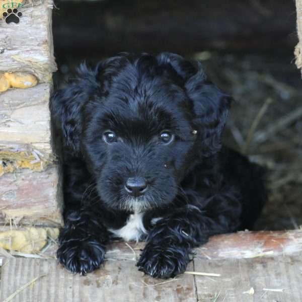 Butter Lily, Miniature Poodle Mix Puppy