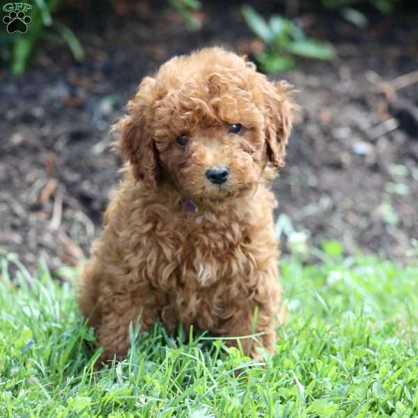 Lily, Miniature Poodle Puppy