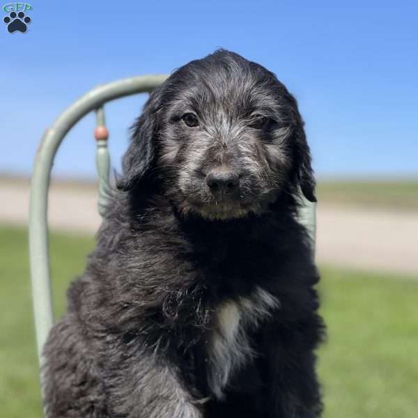 Drew, Australian Shepherd Mix Puppy