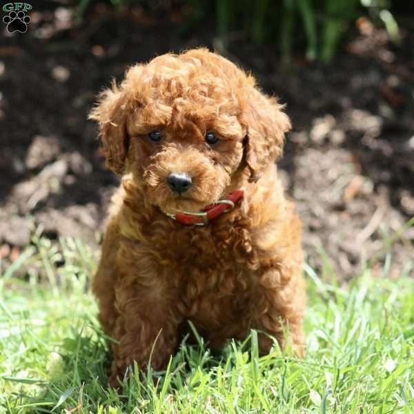 Lola, Miniature Poodle Puppy