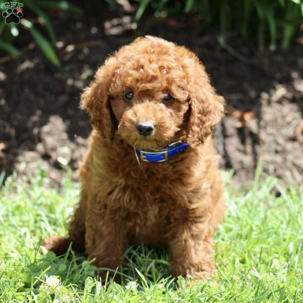 Leo, Miniature Poodle Puppy