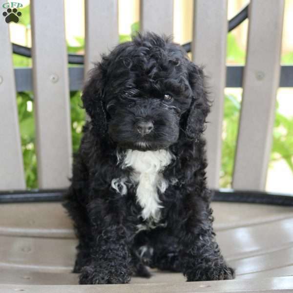 Terry, Cockapoo Puppy