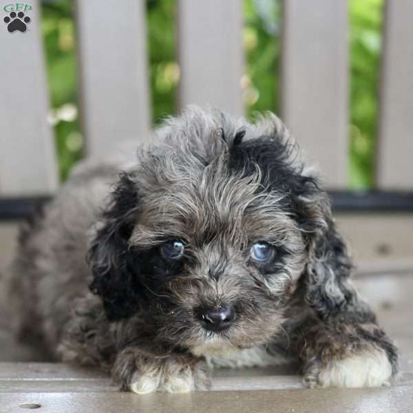 Jordan, Cockapoo Puppy