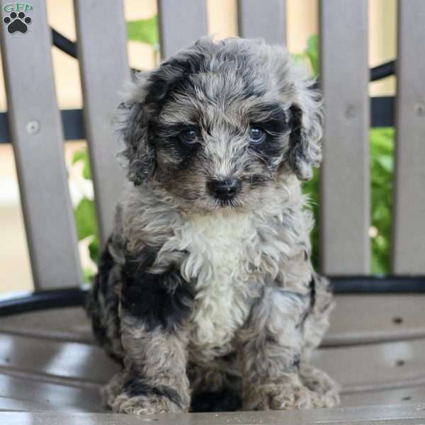 Joanna, Cockapoo Puppy