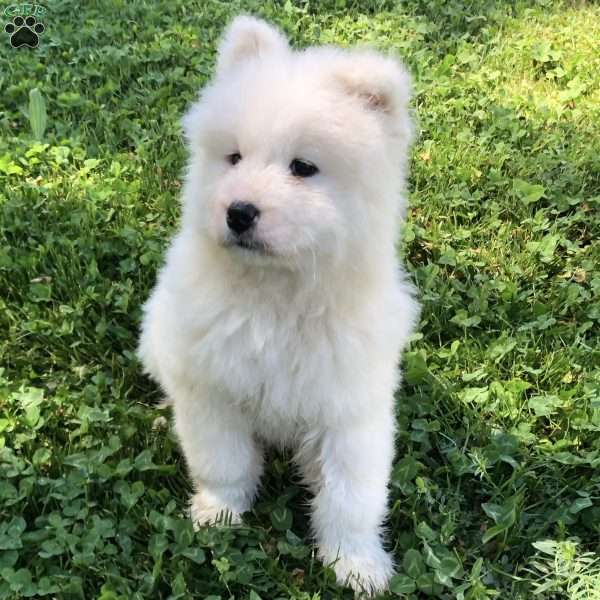 Larry, Samoyed Puppy