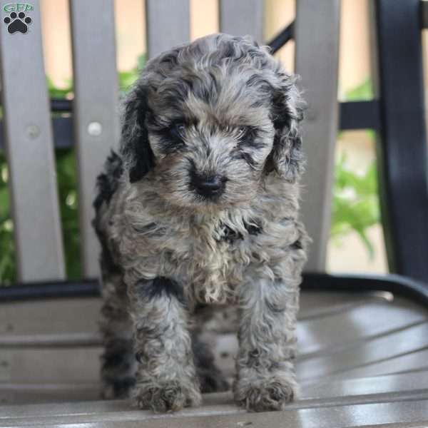 Joy, Cockapoo Puppy