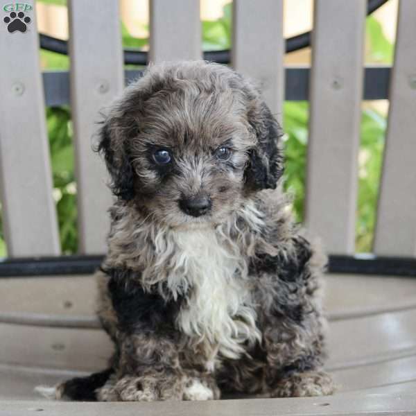 Jerry, Cockapoo Puppy