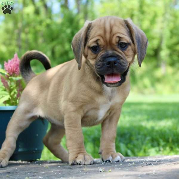 Cali, Puggle Puppy