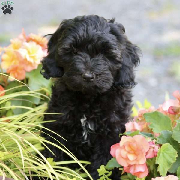 Ace, Cockapoo Puppy