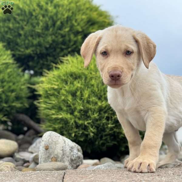 Buster, German Sheprador Puppy
