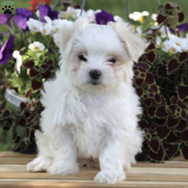 Rose, Maltese Puppy