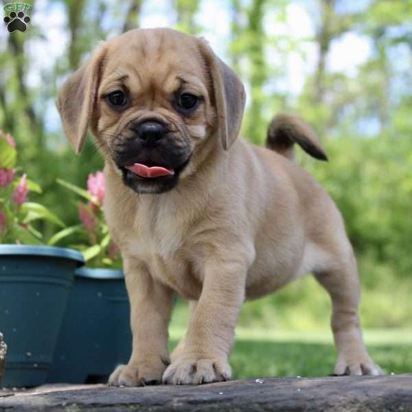 Charity, Puggle Puppy