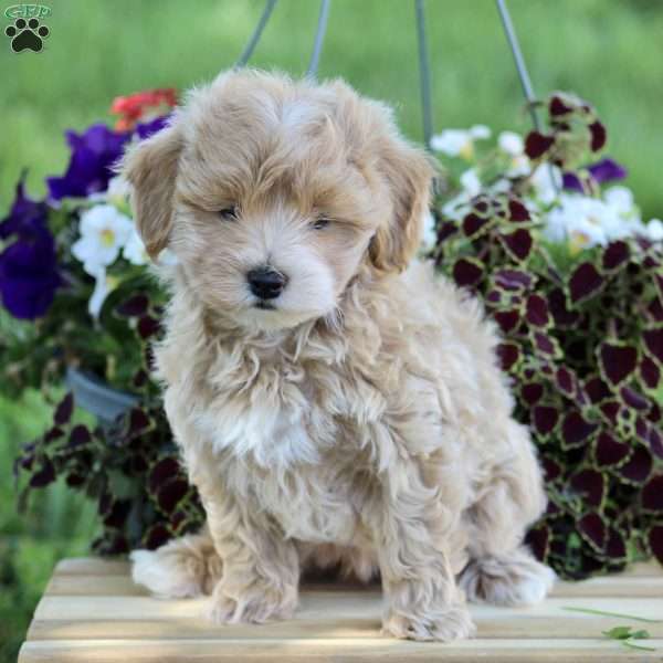 Quinten, Maltipoo Puppy