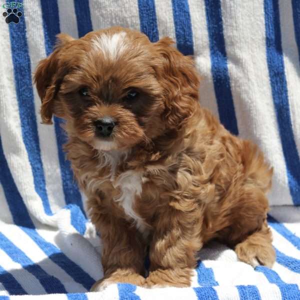 Victor, Cavapoo Puppy