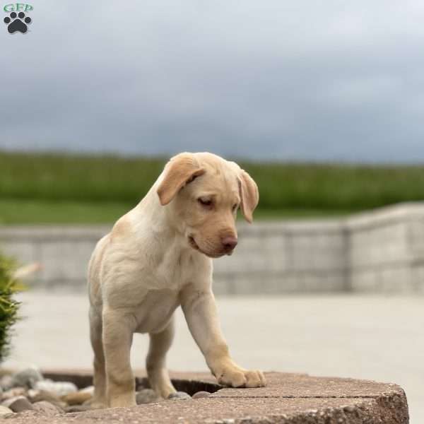 Cody, German Sheprador Puppy