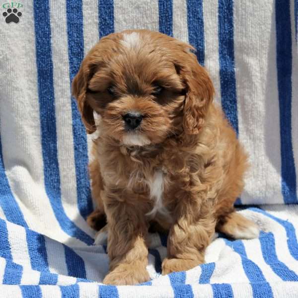 Violet, Cavapoo Puppy